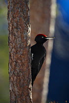 Black woodpecker (Dryocopos martius) on tree trunk, Korouma, Posio, Finland, February 2009
