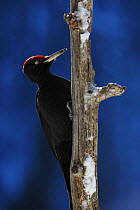 Black woodpecker (Dryocopos martius) on tree trunk, Korouma, Posio, Finland, February 2009
