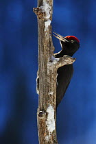Black woodpecker (Dryocopos martius) on tree trunk, feeding, Korouma, Posio, Finland, February 2009