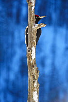 Black woodpecker (Dryocopos martius) partially hidden by tree trunk, Korouma, Posio, Finland, February 2009