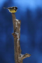 Great tit (Parus major) on tree stump, Korouma, Posio, Finland, February 2009