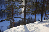 Partially frozen Kitkajoki River with snow falling from trees, Kuusamo, Oulanka National Park, Finland, February 2009