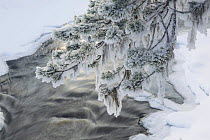 Snow covered branch over the Kitkajoki River, Kuusamo, Oulanka National Park, Finland, February 2009
