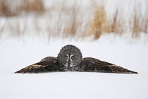 Female Great grey owl (Strix nebulosa) on ground with wings spread, Oulu, Finland, February 2009