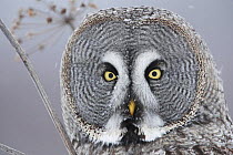 Female Great grey owl (Strix nebulosa) face portrait, Oulu, Finland, February 2009  WWE BOOK. Wild Wonders kids book.