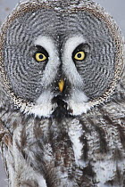 Female Great grey owl (Strix nebulosa) portrait, Oulu, Finland, February 2009