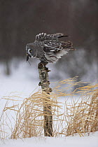 Female Great grey owl (Strix nebulosa) carrying mouse prey, landing on tree stump, Oulu, Finland, February 2009