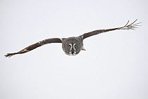 Female Great grey owl (Strix nebulosa) in flight, Oulu, Finland, February 2009. WWE INDOOR EXHIBITION