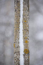 Aspen tree (Populus tremula) trunk with a line of snow on it, Oulu, Finland, February 2009