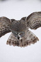Female Great grey owl (Strix nebulosa) landing, Oulu, Finland, February 2009