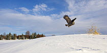Female Great grey owl (Strix nebulosa) in flight in snow covered landscape, Oulu, Finland, February 2009