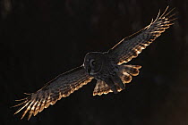 Female Great grey owl (Strix nebulosa) in flight, Oulu, Finland, February 2009