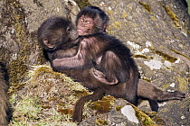 Gelada baboon (Theropithecus gelada) infants, one 9-12 months, the other less than one month old, play wrestling at base of tree, Simien Mountains National Park, Ethiopia, November