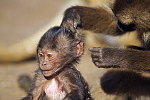 Gelada baboon (Theropithecus gelada) infant, 1-3 months, being groomed, Simien Mountains National Park, Ethiopia, November