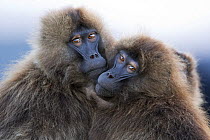 Young male Gelada baboons (Theropithecus gelada) keeping close for warmth, Simien Mountains National Park, Ethiopia, November