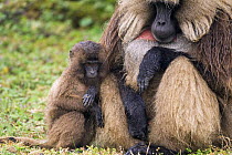 Gelada baboon (Theropithecus gelada) mature male and juvenile huddled together from the rain, Simien Mountains National Park, Ethiopia, November