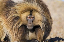 Gelada baboon (Theropithecus gelada) mature male flashing eyebrows as a sign of aggression, Simien Mountains National Park, Ethiopia, November