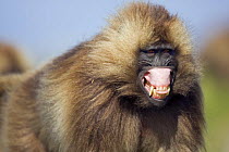 Gelada baboon (Theropithecus gelada) sub-mature male showing aggression by lip flipping, Simien Mountains National Park, Ethiopia, November