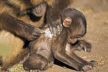 Gelada baboon (Theropithecus gelada) infant being groomed, Simien Mountains National Park, Ethiopia, November