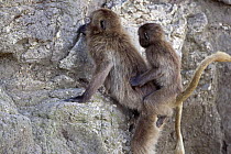 Gelada baboon (Theropithecus gelada) infant getting a ride from a sub-mature male to climb up the cliff face, Simien Mountains National Park, Ethiopia, November