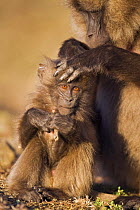 Gelada baboon (Theropithecus gelada) infant being groomed while playing with stick, Simien Mountains National Park, Ethiopia, November