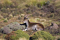 Walia ibex (Capra walie) resting, Simien Mountains National Park, Ethiopia, November, endangered species