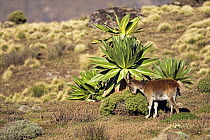 Walia ibex (Capra walie) feeding, Simien Mountains National Park, Ethiopia, November, Endangered species