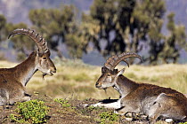Walia ibex (Capra walie) pair resting, Simien Mountains National Park, Ethiopia, November, Endangered species