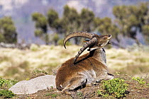 Walia ibex (Capra walie) male scratching back with horn, Simien Mountains National Park, Ethiopia, November, Endangered species