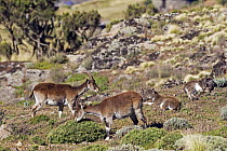 Four Walia ibex (Capra walie) one feeding, Simien Mountains National Park, Ethiopia, November, Endangered species