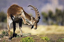 Rear view of Walia ibex (Capra walie) scratching, Simien Mountains National Park, Ethiopia, November, Endangered species