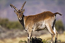 Walia ibex (Capra walie) male, Simien Mountains National Park, Ethiopia, November, Endangered species