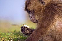 Gelada baboon (Theropithecus gelada) picking up a cigarette butt left by a tourist, Simien Mountains National Park, Ethiopia, November