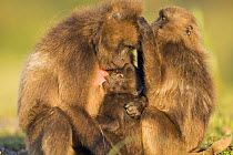 Gelada baboon (Theropithecus gelada) female with infant suckling while being groomed, Simien Mountains National Park, Ethiopia, November