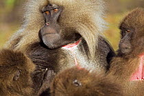 Gelada baboon (Theropithecus gelada) mature male being groomed by family, Simien Mountains National Park, Ethiopia, November