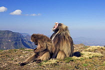 Gelada baboon (Theropithecus gelada) male yawning while female sits and grooms, Simien Mountains National Park, Ethiopia, November