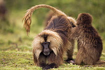 Gelada baboon (Theropithecus gelada) male being groomed after heavy rain, Simien Mountains National Park, Ethiopia, November