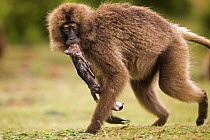 Gelada baboon (Theropithecus gelada) female carrying her dead foetus in her mouth, Simien Mountains National Park, Ethiopia, November