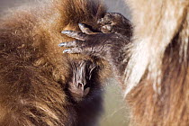 Gelada baboon (Theropithecus gelada) being groomed, Simien Mountains National Park, Ethiopia, November