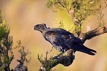 Thick billed raven (Corvus crassirostris) on branch, Simien Mountains National Park, Ethiopia, November