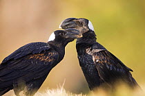 Thick billed ravens (Corvus crassirostris) Simien Mountains National Park, Ethiopia, November