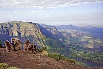 Gelada baboon (Theropithecus gelada) family grooming on cliff edge, wide angle perspective of mountain landscape, Simien Mountains National Park, Ethiopia, November
