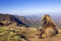 Gelada baboon (Theropithecus gelada) mature male sitting on the cliff edge, Simien Mountains National Park, Ethiopia, November