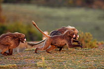 Gelada baboon (Theropithecus gelada) males from a bachelor group fighting, Simien Mountains National Park, Ethiopia, November