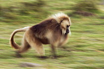 Gelada baboon (Theropithecus gelada) male running, Simien Mountains National Park, Ethiopia, November