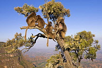 Gelada baboons (Theropithecus gelada) sitting in a tree, Simien Mountains National Park, Ethiopia, November