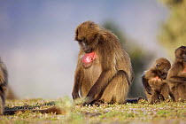 Gelada baboon (Theropithecus gelada) female with chest swelling caused by a parasitic tumour caught from domestic livestock, Simien Mountains National Park, Ethiopia, November