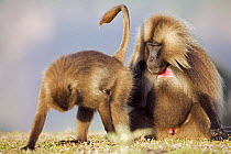 Gelada baboon (Theropithecus gelada) female presenting to a male to show she is sexually receptive, Simien Mountains National Park, Ethiopia, November