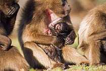 Gelada baboon (Theropithecus gelada) female with newborn baby, still with umbilical cord attached, Simien Mountains National Park, Ethiopia, November