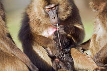 Gelada baboon (Theropithecus gelada) female trying to detach umbilical cord from her newborn baby, Simien Mountains National Park, Ethiopia, November